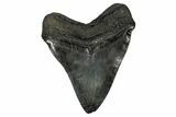 Serrated, Fossil Megalodon Tooth - South Carolina #345785-2